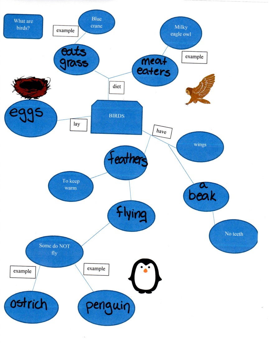Concept mapping in 2nd grade- Birds!